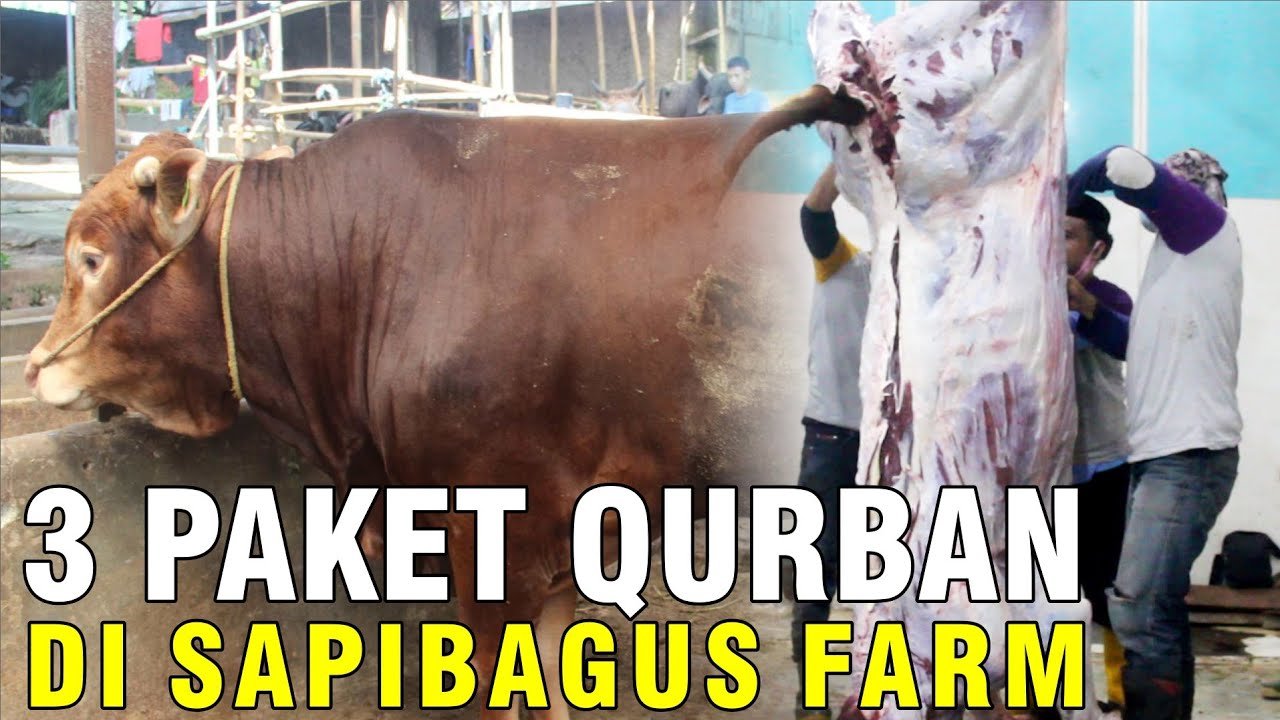 
                                 Beragam-Pilihan-Produk-Qurban-2022